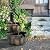 Happygrill Patio Garden Water Fountain Barrel Rustic Wood Fountain with Pump for Outdoor Backyard Decor