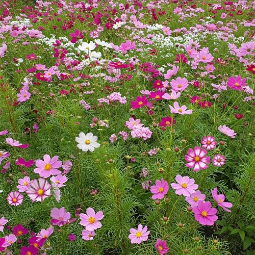 Image of Ferry-Morse Bulk Cosmos Seed Mix, 68,000+, 1 lb