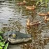 LUEUR Floating Alligator Head, Pool Accessories,13 Inches Float Alligator Decoy for Pond, Fake Crocodile Head for Goose, Heron, Duck Deterrent Control, Garden Decor and Yard Decorations Accessories