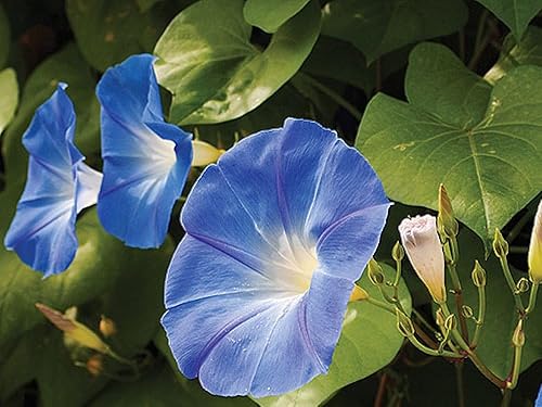 Morning Glory Seed, Celestial Blue, 100 semillas, flores largas de temporada azul brillante