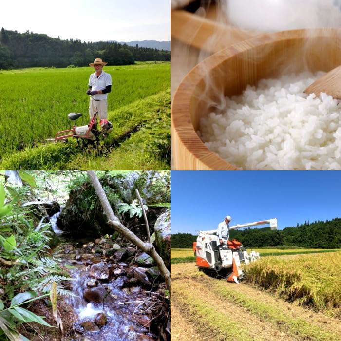 新米 新潟 コシヒカリ 精米 白米 5kg／令和7年産 新潟米 新潟産 米 お米 棚田米 こしひかり プレミアム米 高級米 銘柄米