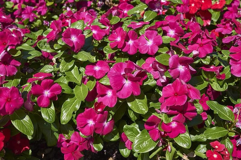 Buy 200+ Vinca Seeds, Red Vinca Flower Seeds Perennial Vinca Mascot
