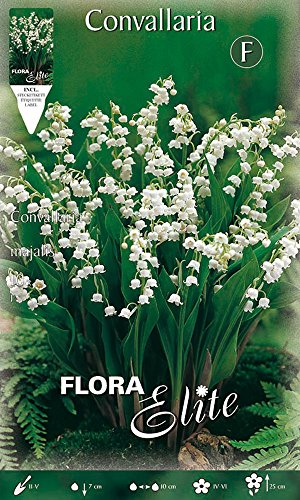 BULBI PRIMAVERILI MUGHETTO BIANCO CONVALLARIA CONFEZIONE DA 10 BULBI BULBS