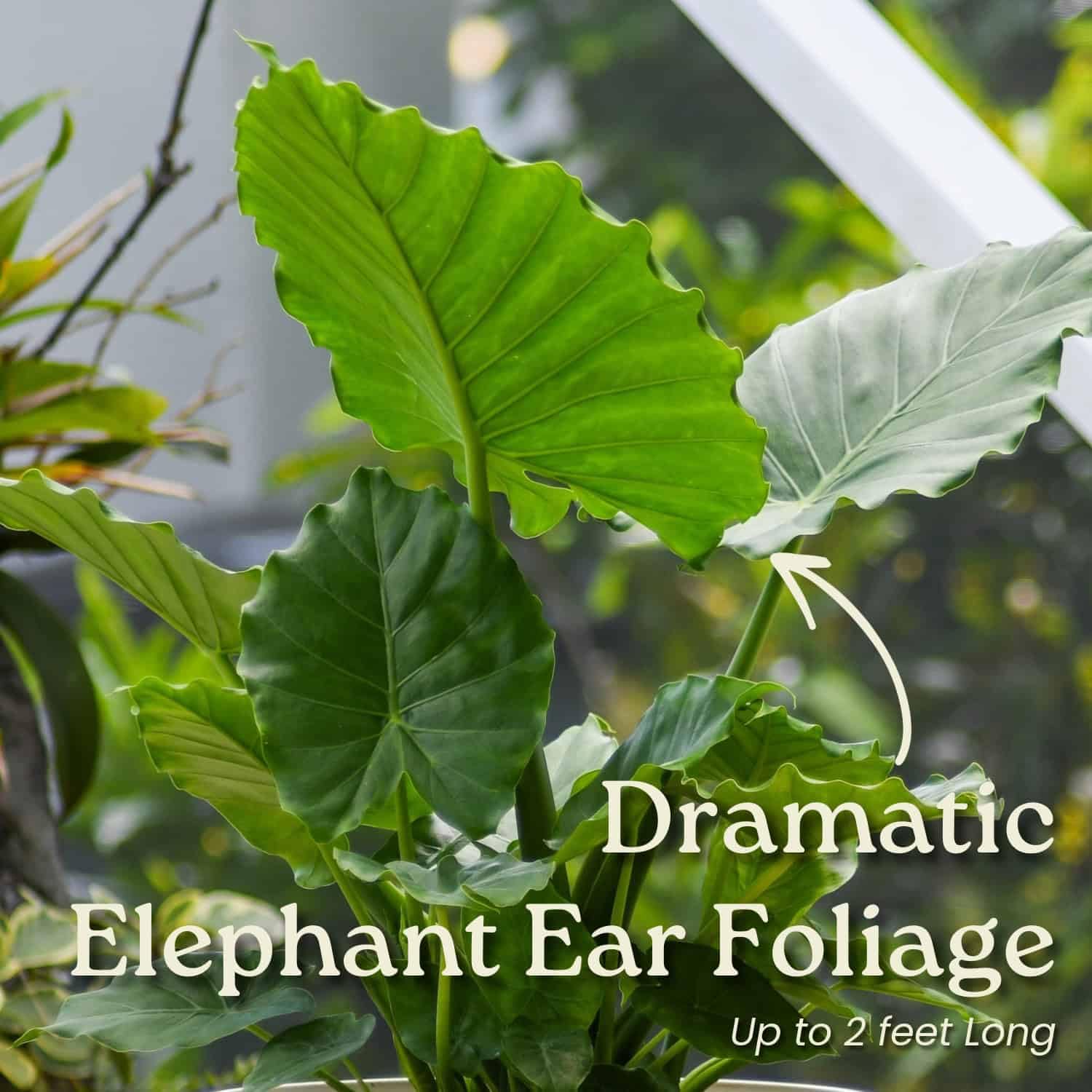 Amazon.com : Tropical Plants of Florida Alocasia California Live Plant 3  Gallon 10 Inch Nursery Pot, 26 to 32 Inch Tall Elephant Ear Plant, Tropical  Indoor Outdoor Foliage : Patio, Lawn & Garden