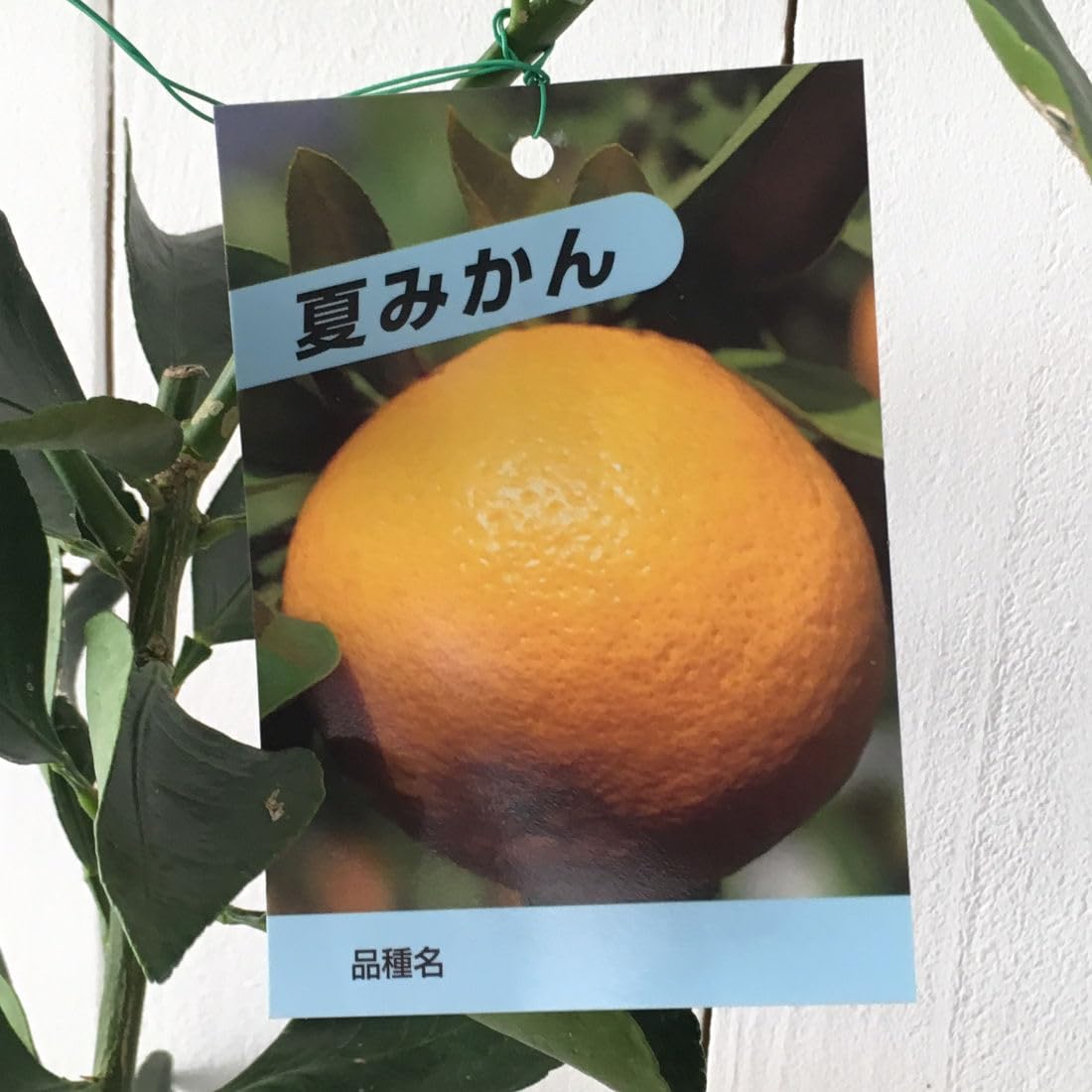 Amazon.co.jp: みかん 苗木 夏みかん 13.5cmポット苗 ミカン 苗