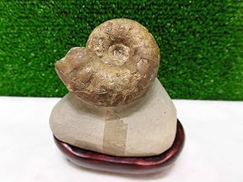 Amazon | 化石、メヌイテスアンモナイト＝（殻付き、巻き最高に