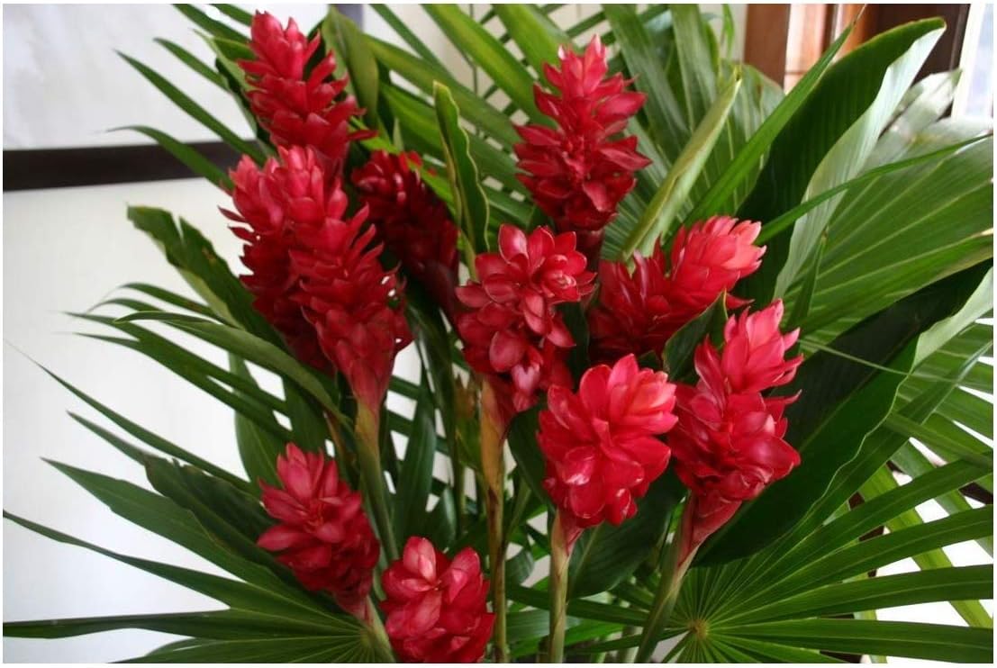 Red Hawaiian Ginger Alpinia Purpurata Roots and Plants Discount Hawaiian Gifts (1 Pack (2 Roots))