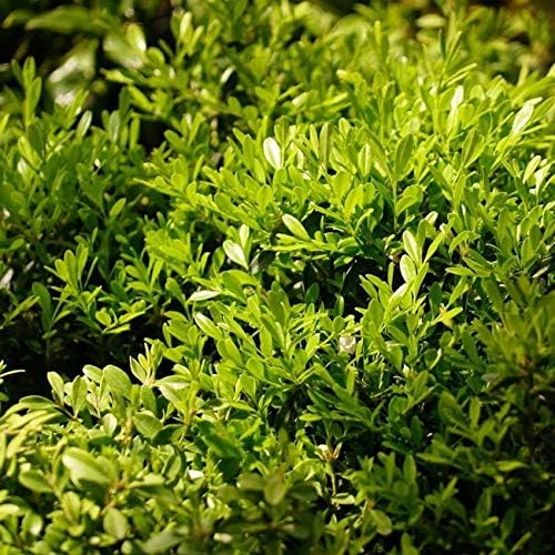 Amazon クサツゲ 苗木 庭木 常緑樹 グランドカバー 低木 Diy 工具 ガーデン