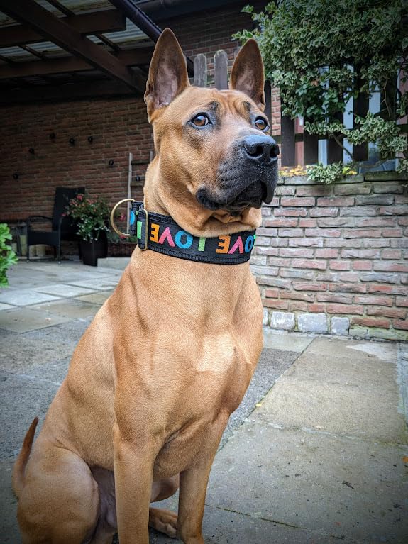 Hingucker Zugstopp-Hundehalsband extrabreit 5 cm, weiche Polsterung, Martingale verstellbar stabil komfortabel leicht, Geschenk für Hund (bis 44cm Hals- 50cm Kopfumfang inkl 6cm Zugstopp)