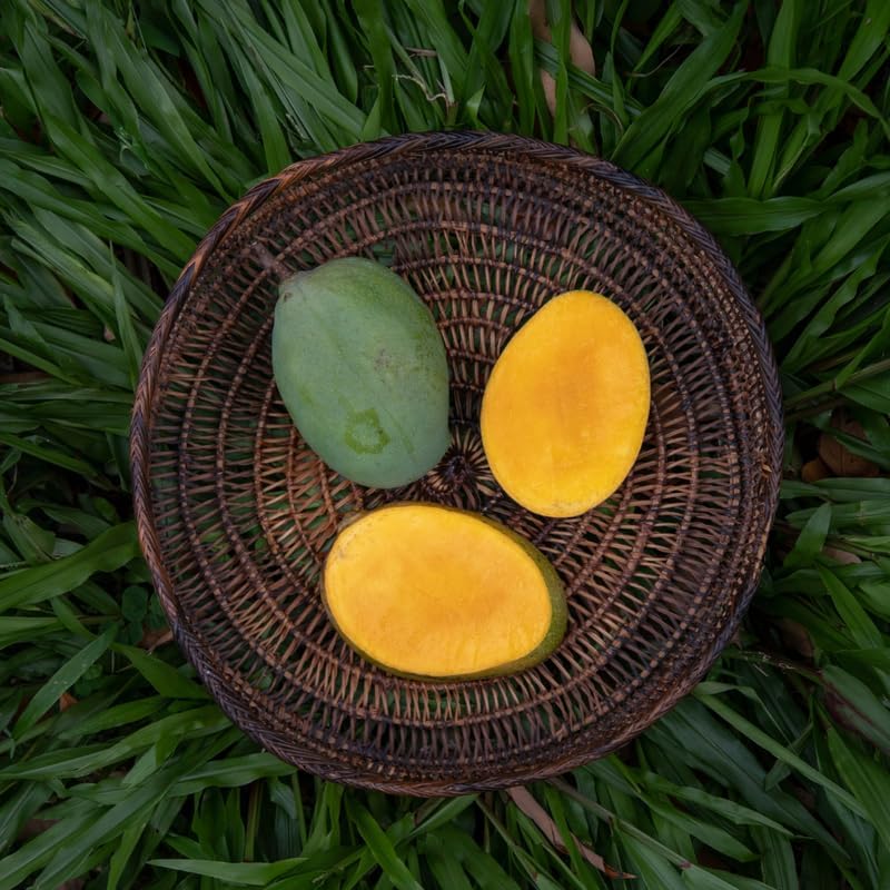 No CA, Keo Mango Trees Plant Grafted, Mango Trees Live Plants, 2-3 Feet in Tall in Pot, Mango Tree for Planting
