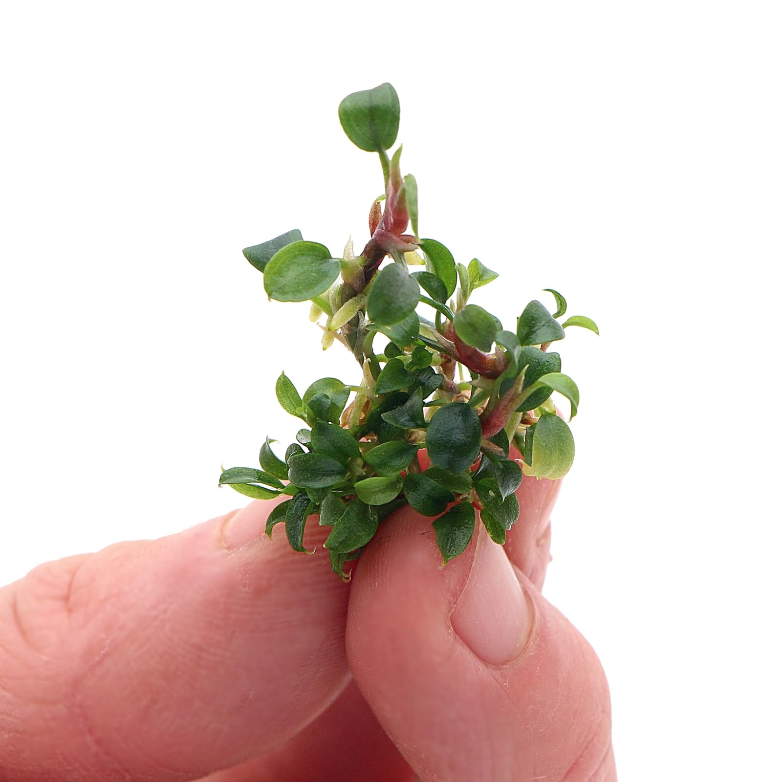 K2AQUA Bucephalandra Sanggau Live Aquarium Plant Iridescent Wavy Green Leaves Easy Care Low Light Epiphyte Foreground Midground Shrimp Safe Freshwater Tank