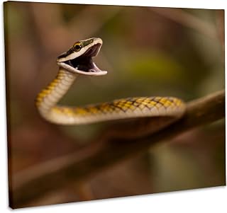 Brazil, Vine Snake defensive posture - SA04 JMC0057 - Joe and Mary Ann McDonald, Museum Grade Canvas Wrap 10x8