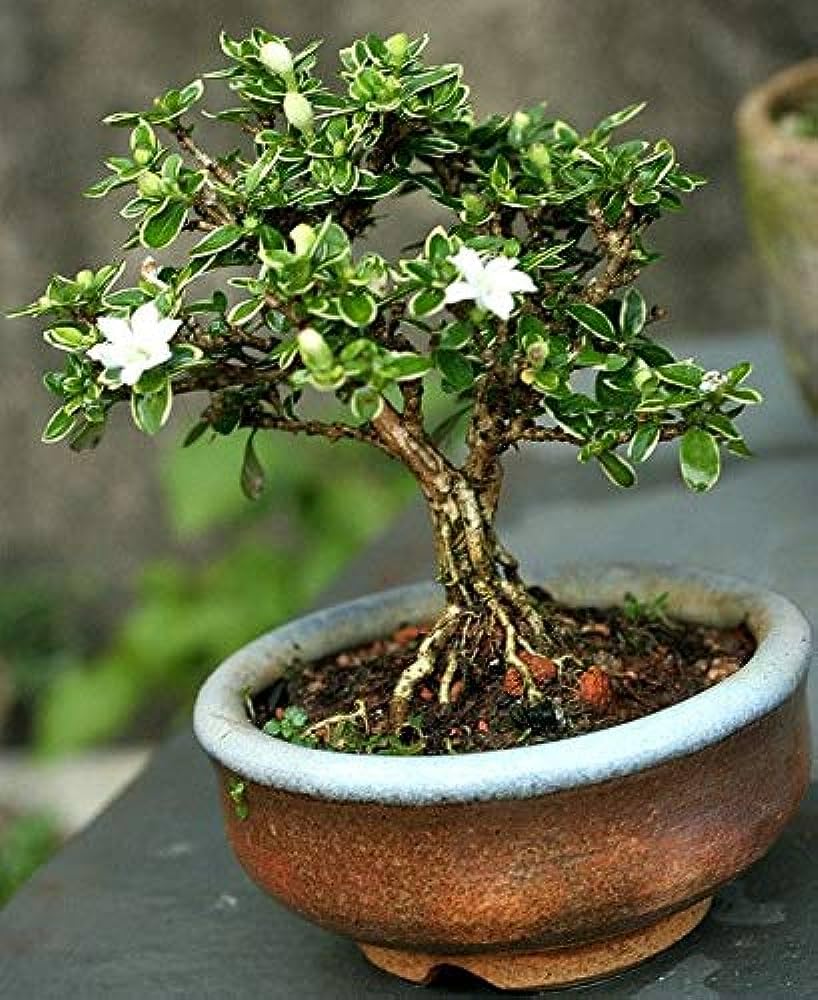 Beautiful Bonasi Live Plant Pack of 1-image-44