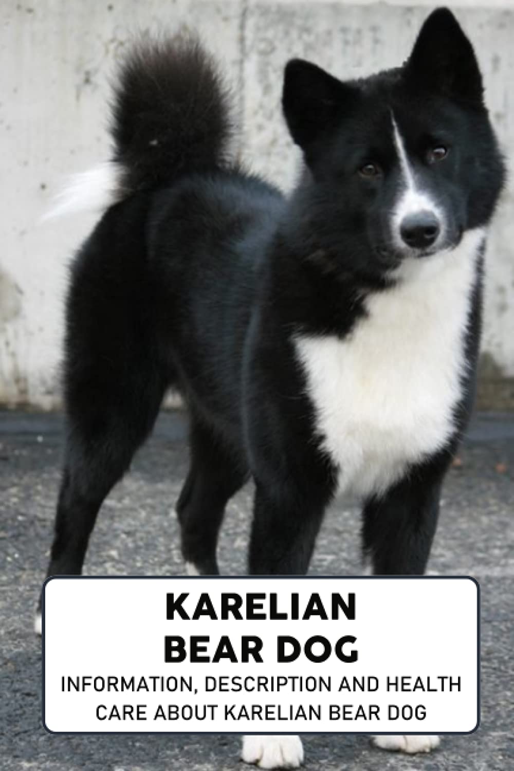 Karelian Bear Dog: Information, Description and Health Care About Karelian Bear Dog: Karelian Bear Dog Everything Dog Breeds
