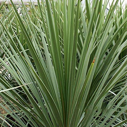 Carbeth Plants 2 x Cordyline Australis Tree Palm - Arrive in 9cm Pots
