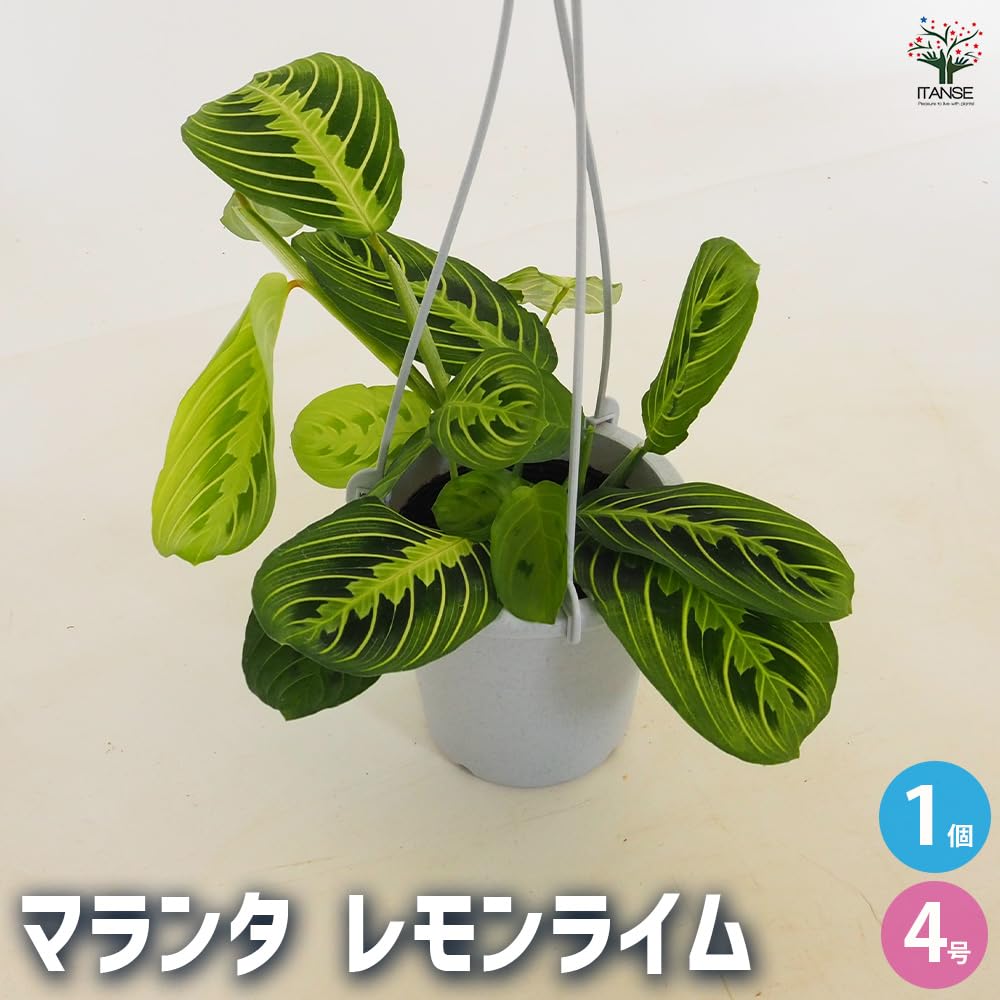 Amazon｜マランタ レモンライム 4号 吊り鉢 1個売り 観葉植物 学名