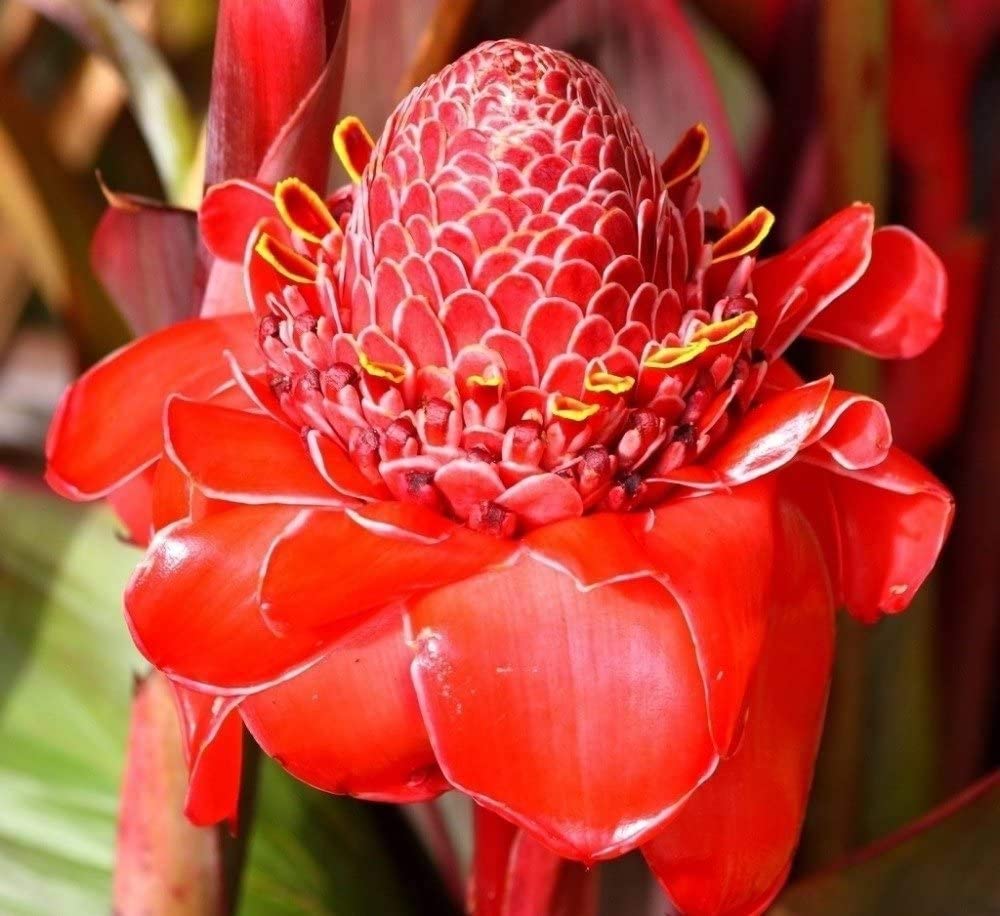 Red Torch Ginger Flower Seeds - 50 Seeds Pack For Sowing/Home Garden Seeds/All Season Plant Seeds