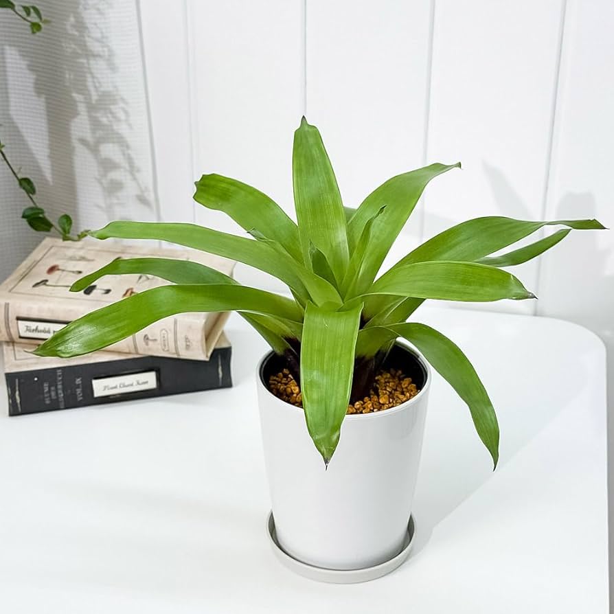 ブロメリア・エアープランツ Vriesea Ehiku Vriesea Ehiku