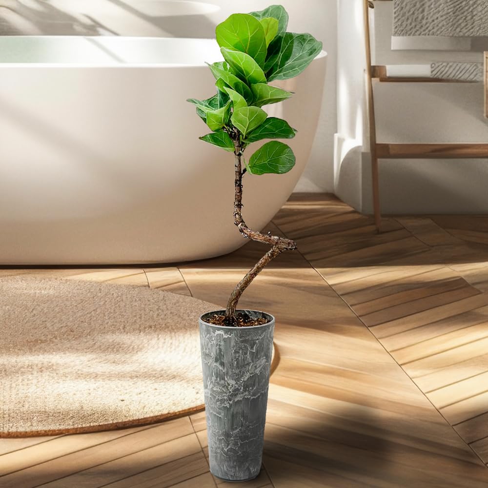 Amazon｜バンビーノ カシワバゴムノキ フィカス 観葉植物 まがり
