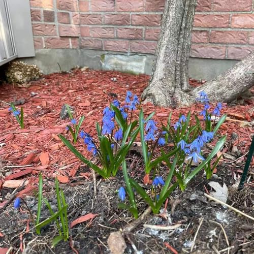 bucanevebulbi - rari primaverili, lungo periodo di bucaneve bulbi a precoce Coltivare giardino su un balcone in vaso, 12bulbi