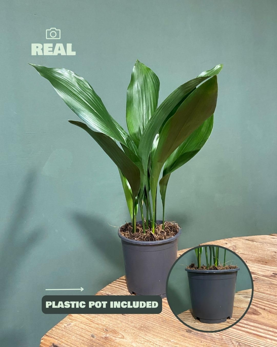 Aspidistra elatior | Planta natural de interior resistente, pet friendly y de poca luz | Pur Plant