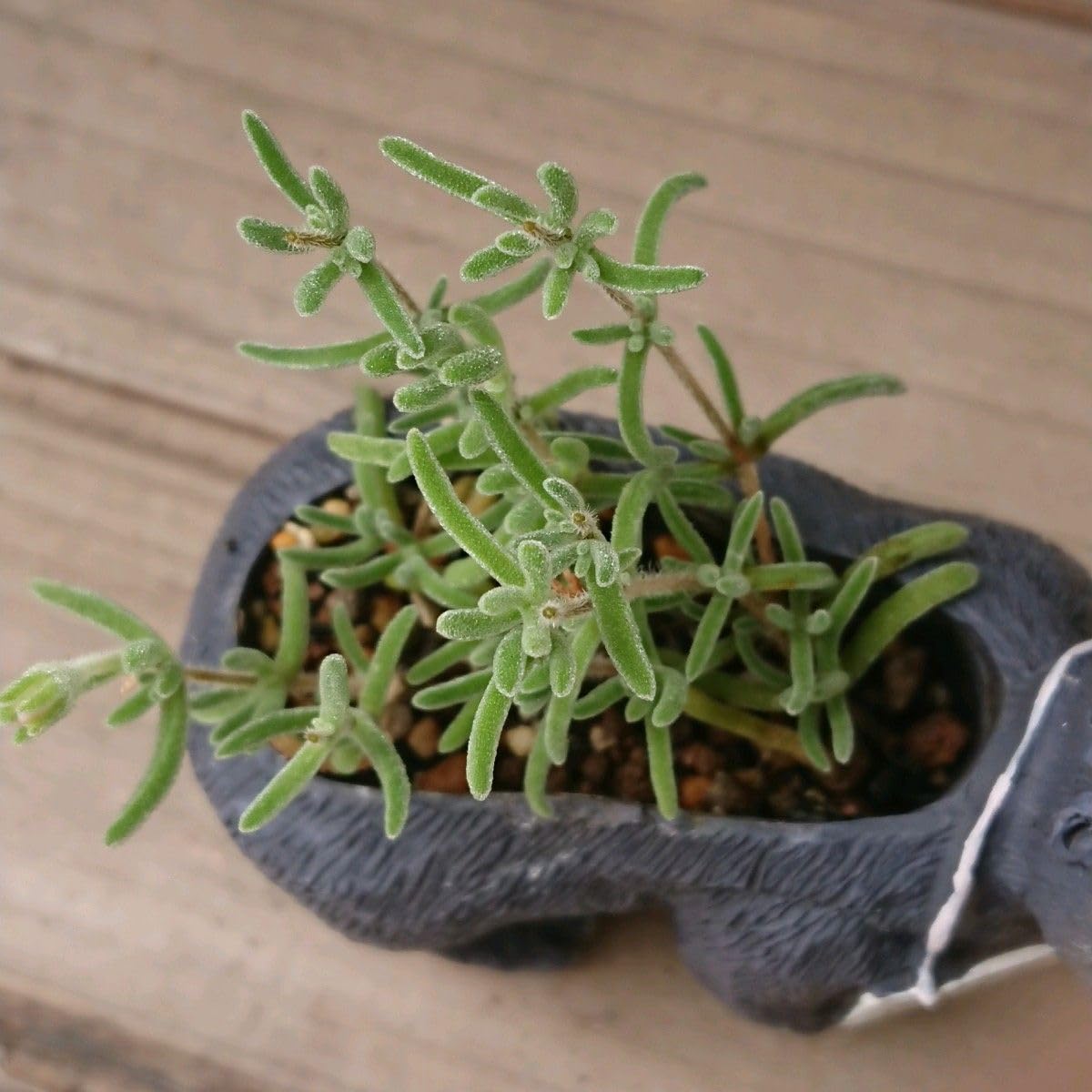 てんどん様　ご購入用　ドロサンテマム てんどん様 ご購入用 ドロサンテマム 速達便で発送❣️多肉植物