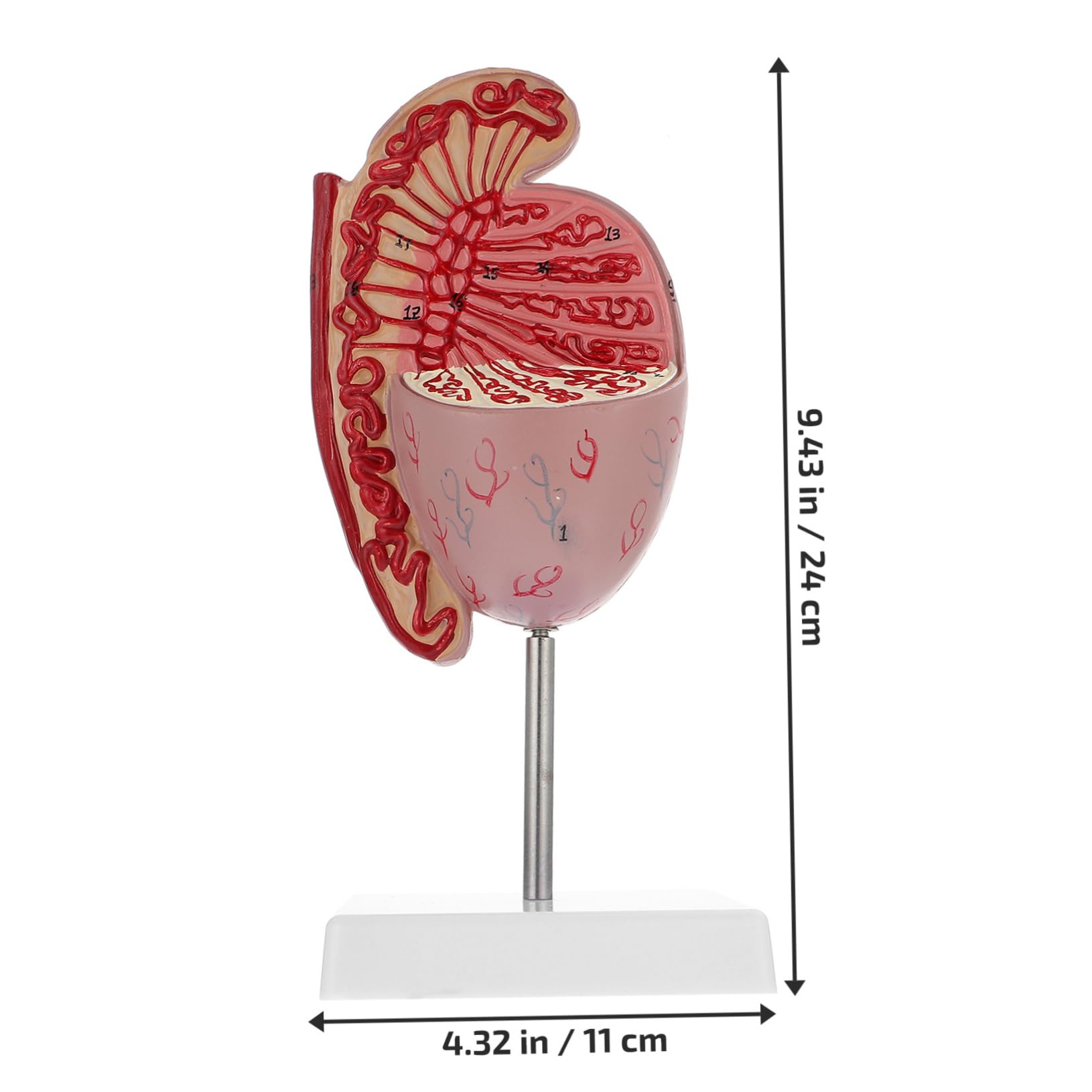 Model Anatomiczny Męskiego Układu Rozrodczego Powiększony Model Do Nauki Anatomii i Fizjologii Materiał Wytrzymały i Bezpieczny Idealny Dla Szkół Medycznych i Kursów
