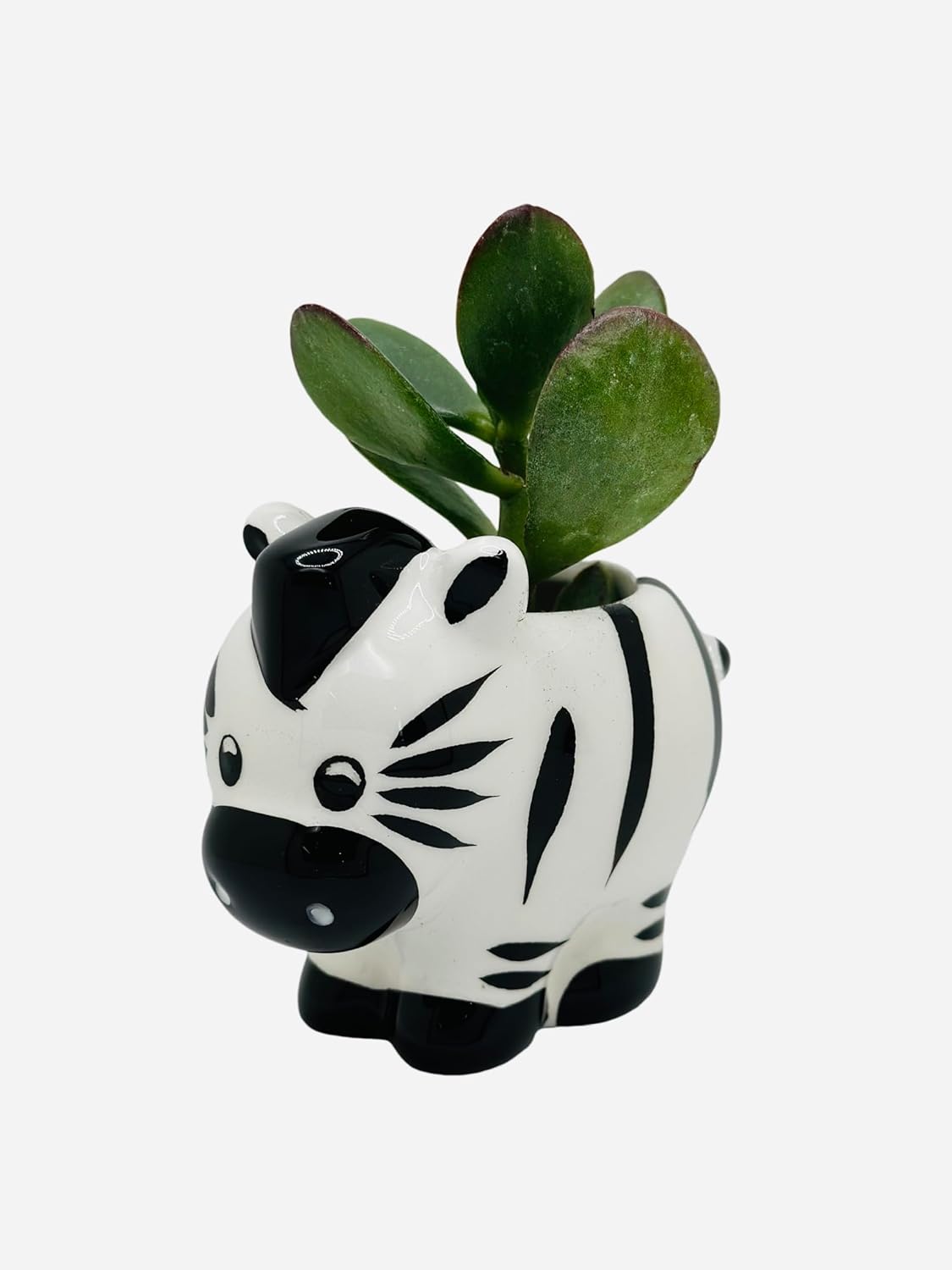 CZ Grain 1 Pot | 3 Inch | Small Succulent Plant Ceramic Animal Pot, Cute Home and Office Decor (All 6 Animals)