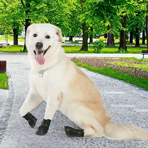 prumya dog boots