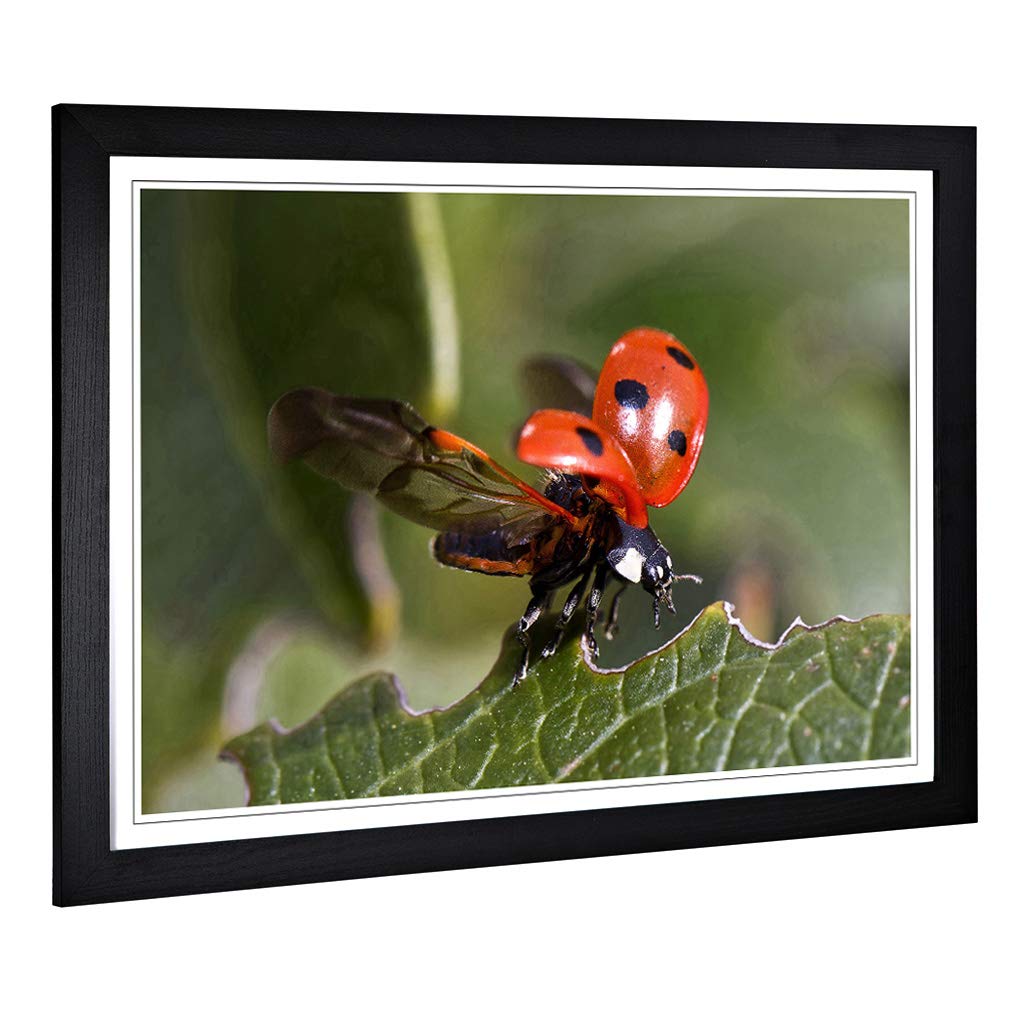 Big Box Art Framed Print of Ladybird Taking Flight Design | Wall Art Picture | Home Decor for Kitchen, Living, Dining Room, Lounge, Bedroom, Hallway, Office, Black, A2 / 24.5x18 Inch / 62x45cm