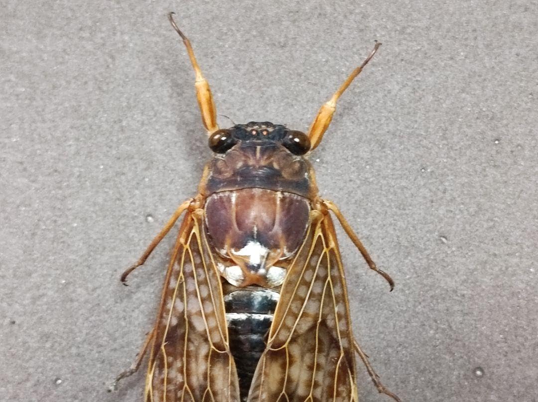 Amazon.co.jp: アブラゼミ（セアカ型） 昆虫標本 : おもちゃ