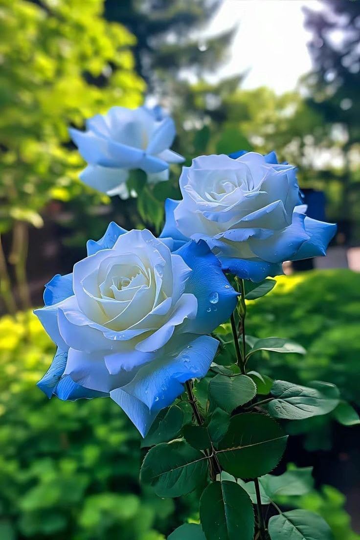 BeGrin Multi Colour Rose Grafted Plant Rubiginosa Rosa Deri Rose Golap Live Healthy Plant (Without Pot) Size 1-2 ft (B0DDY3RPRL) Amazon Price History, Amazon Price Tracker
