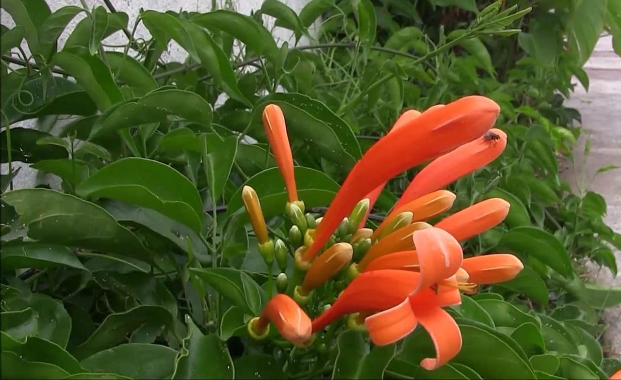 HERBALISM Bignonia venusta plant
