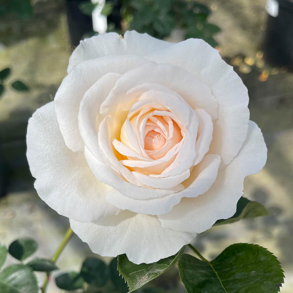 YouGarden Harkness Roses 'Cream Abundance' Rose, 4 Litre Pot