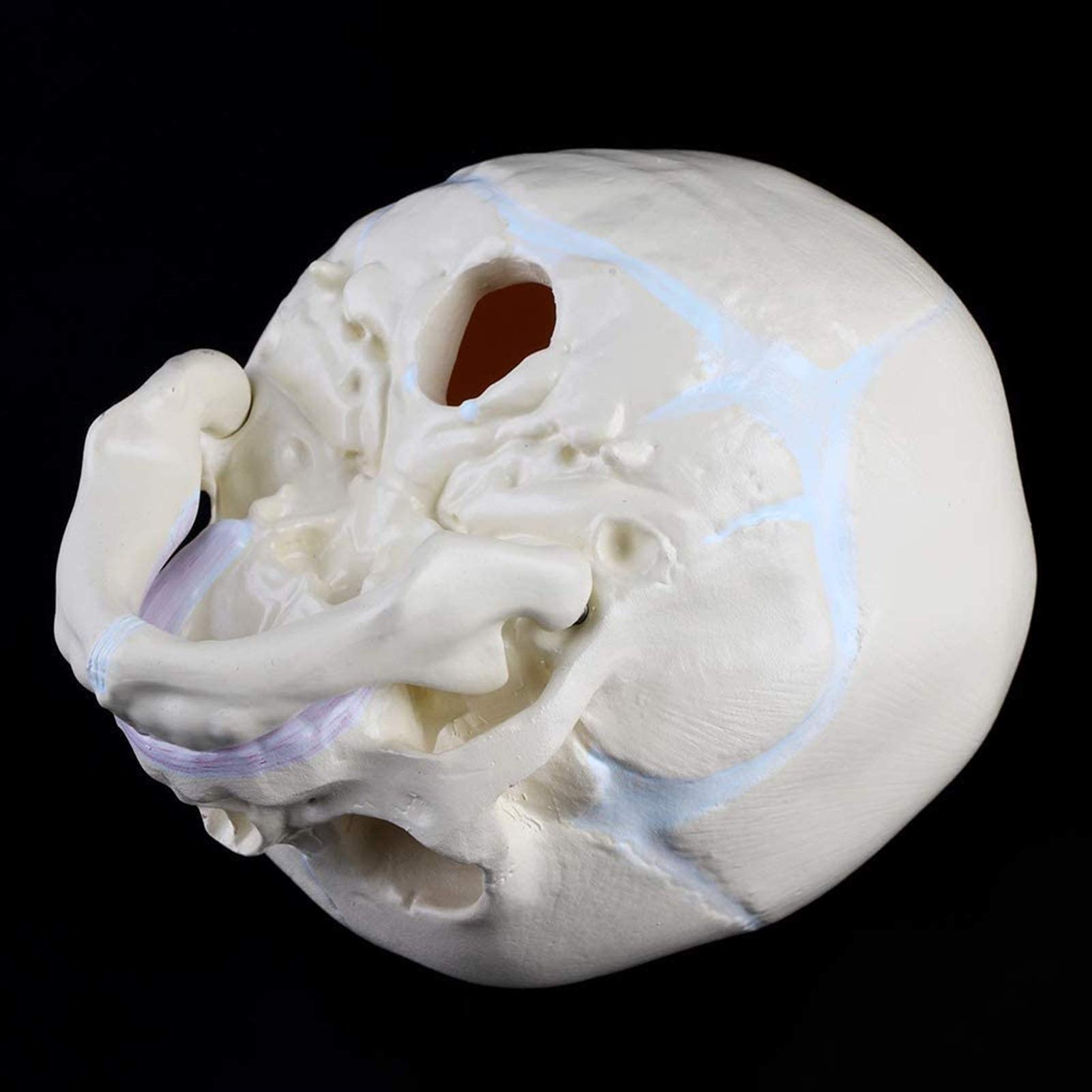 Model edukacyjny 1: 1 Ludzki płód, dziecko, niemowlę, medyczna czaszka, anatomiczny model szkieletu, materiały dydaktyczne do nauk medycznych