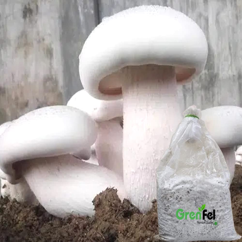 Mushroom 800 Gm White Milky Mushrooms 1st Generation Spawn/Seeds Mycelium +Medicine kit Spores Edible CO2 Variety