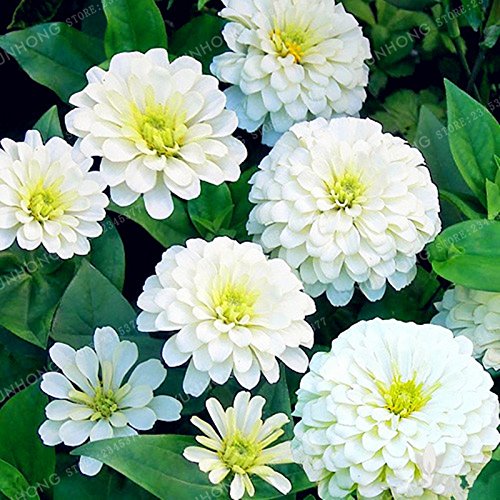 Graines de Zinnia colorées Plantes à fleurs vivaces en pot Charmantes graines de fleurs chinoises Superbes fleurs Balcon Paquet de 500 graines