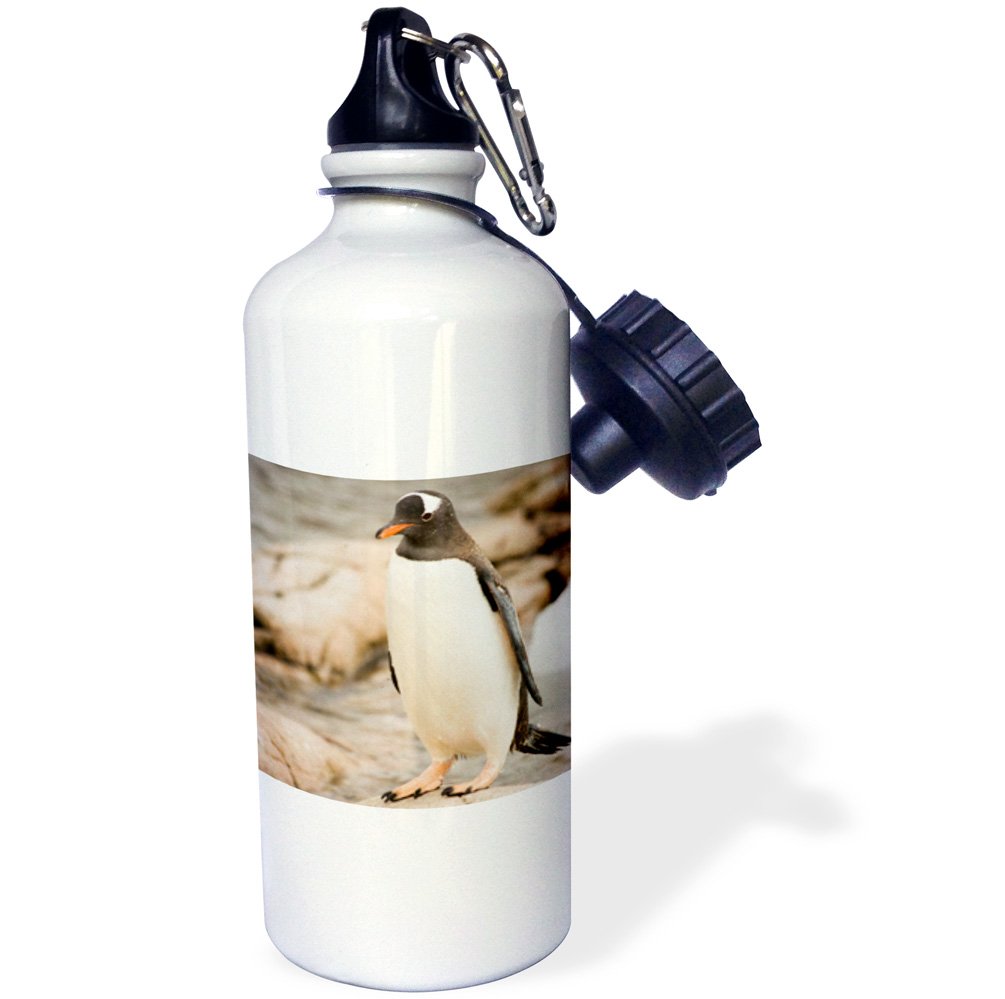 3dRoseAntarctica Adult Gentoo Penguins on Rocky Shoreline-An01 Dbr0045-Dave Bartruff Sports Water Bottle, 21 oz, White