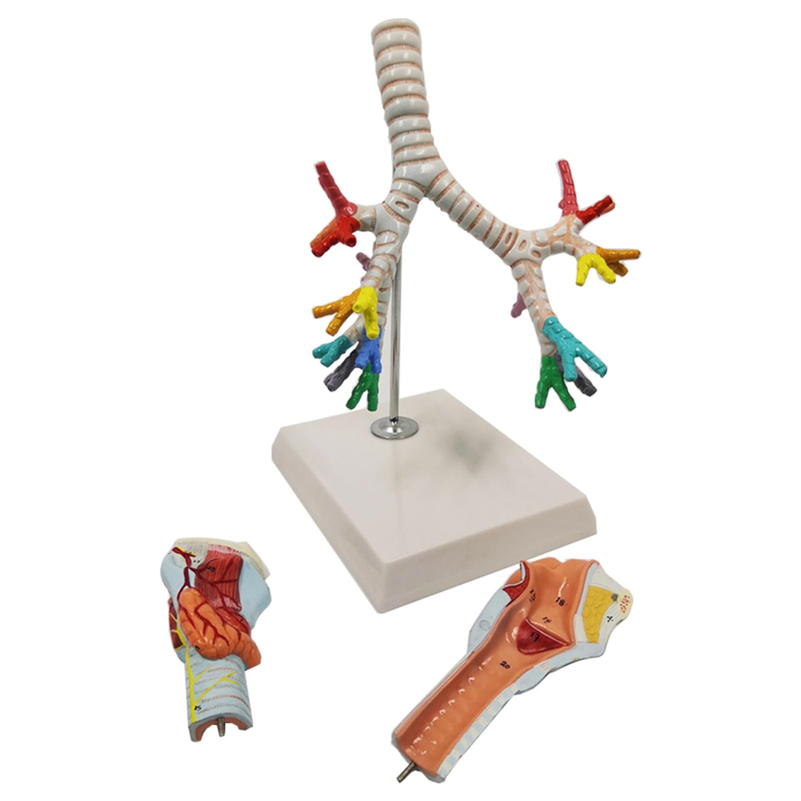 NVYAZJ Human Laryngotracheobronchial Tree Model, Laryngeal Anatomy Model, Lung Bronchial Laryngoscope Demonstration Model,Used for Scientific Teaching, Demonstration Display