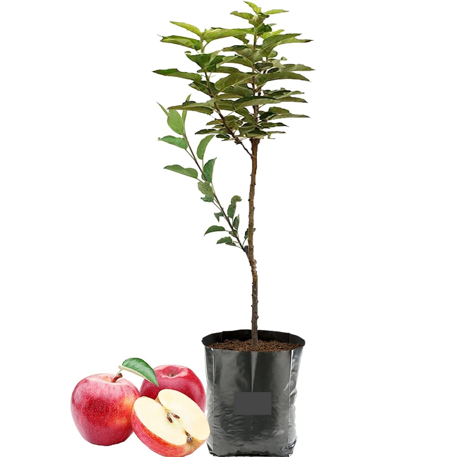 See full amazon price history chart for Bahan Traders Grafted Sweet Apple Plant (HRMN-99) / Live apple plant specially bred for hot climates/hot weather- 1 healthy seb tree with polybag Bahan Traders Grafted Sweet Apple Plant (HRMN-99) / Live apple plant specially bred for hot climates/hot weather- 1 healthy seb tree with polybag (B0B6RXD9VN) Amazon Price History, Amazon Price Tracker