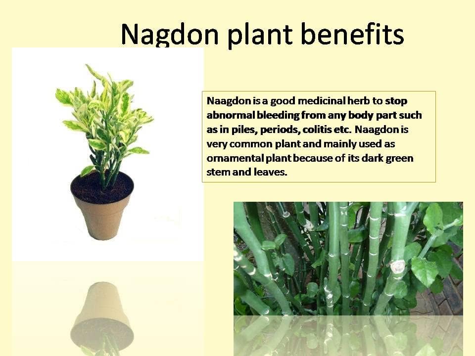 Image of Live medicinal Herb Plant (Nangdon Plant) Live Outdoor Herbs With Plastic Black Pot (Nangdon plant) (Live Herbs) (NANGDON HERB PLANT)