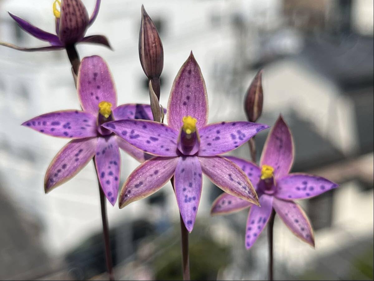 プロテアスサラ 大株3フラワー プロテアスサラ 大株3フラワー プロテア