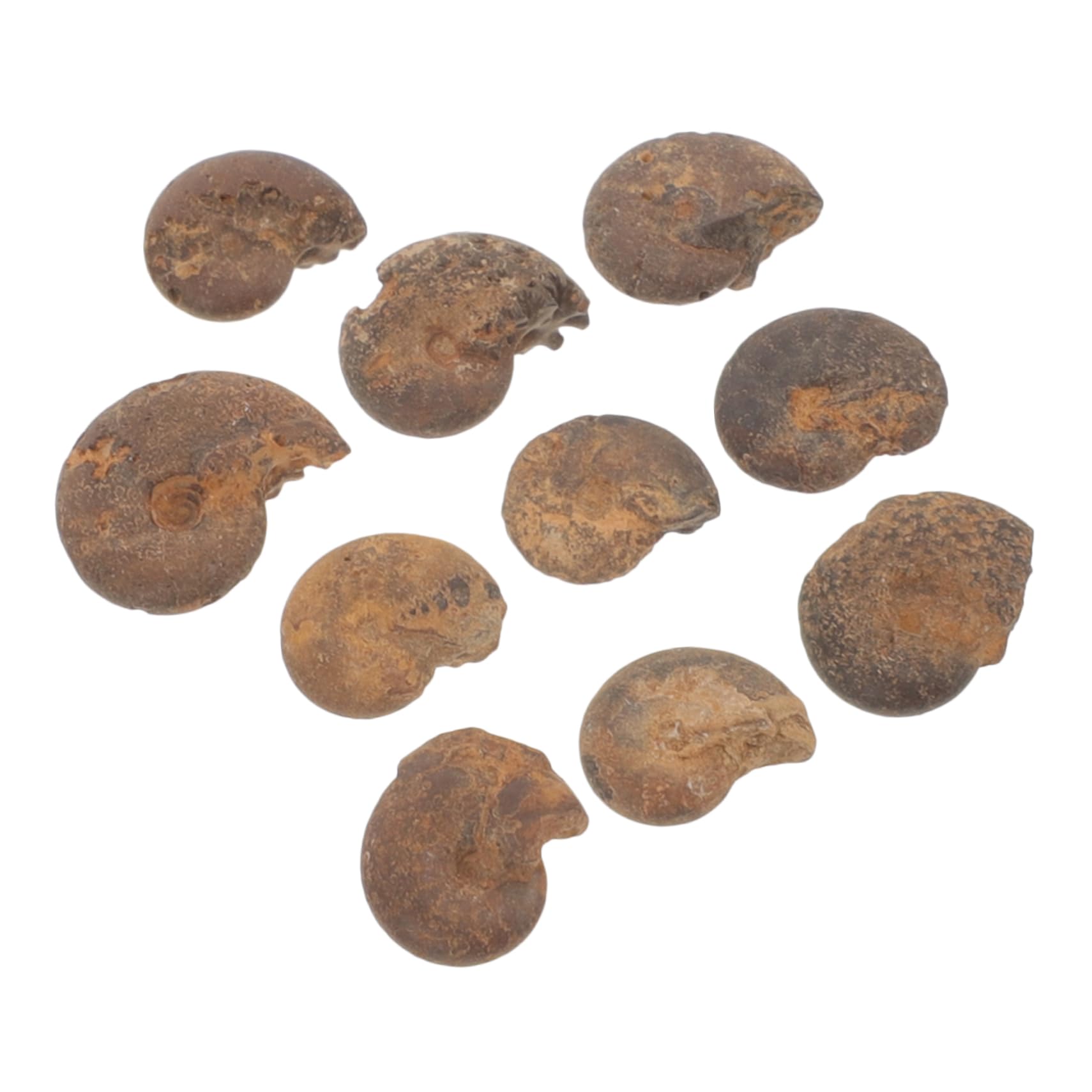 CIYODO 10pcs Ammonite Models for Fun Educational Ammonite Specimen Models for Collection Models for Learning Models for Ammonite Models Toys Models Adornment Natural