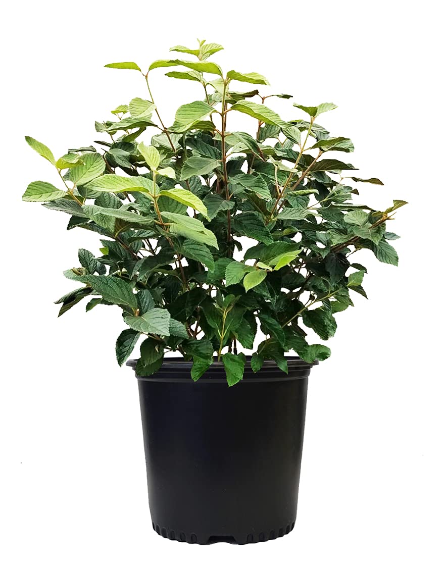 Viburnum p. t. 'Mariesii'