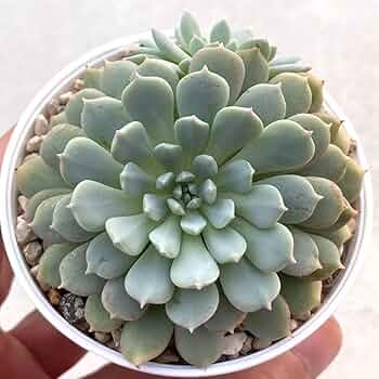 Amazon.co.jp: 極上苗 ミックスベリア ちょこん 多肉植物 お