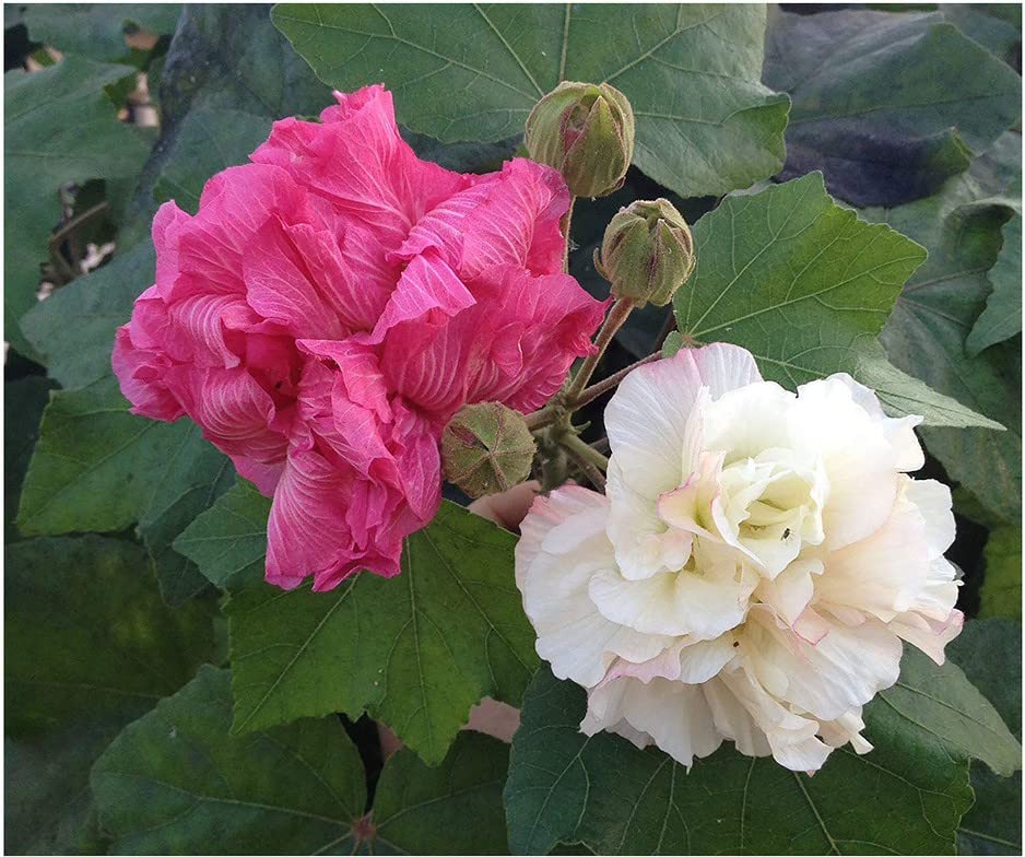 Mohomaya Beautiful Gardening saraswati traders Rose Plant 56 - |saraswati traders Rose Plant 56| (B0BS6X5JZC) Amazon Price History, Amazon Price Tracker