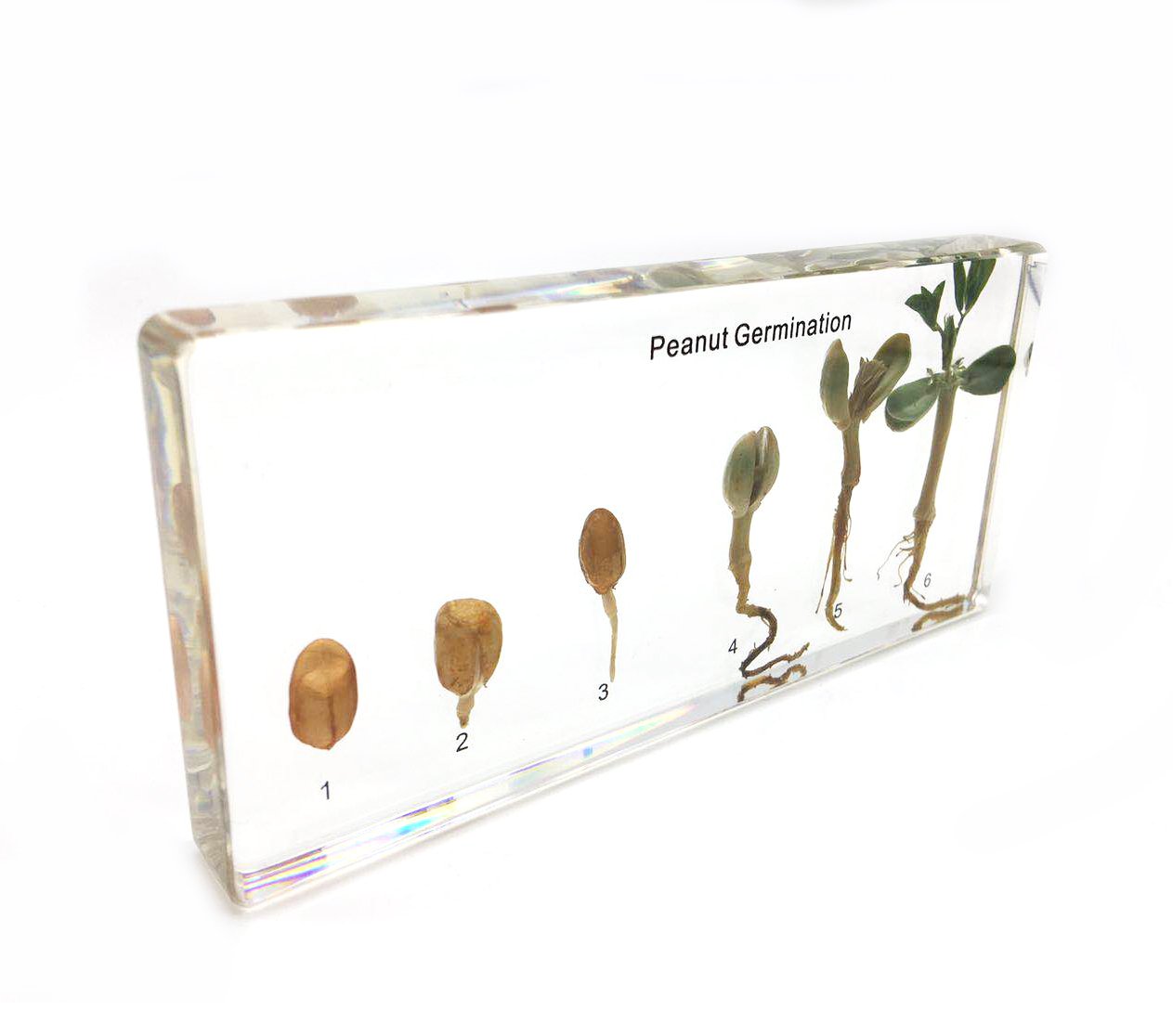 BicBugs riker style empty display frame choose size sold separately (12in x 8in)