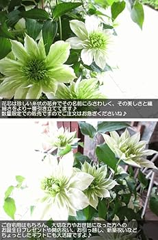 Amazon｜クレマチス 華川 6号鉢サイズ 鉢植え ジャパンフラワー