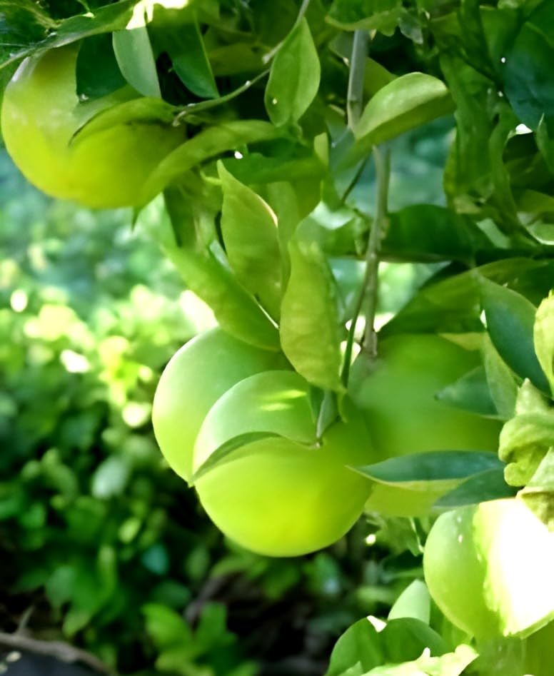 Image of Vietnam Sweet Malta Bari All Time Mosambi Plant-Hybrid Grafted Original Variety Lemon Healthy Live Plantr for Home Garden Pack Of 1