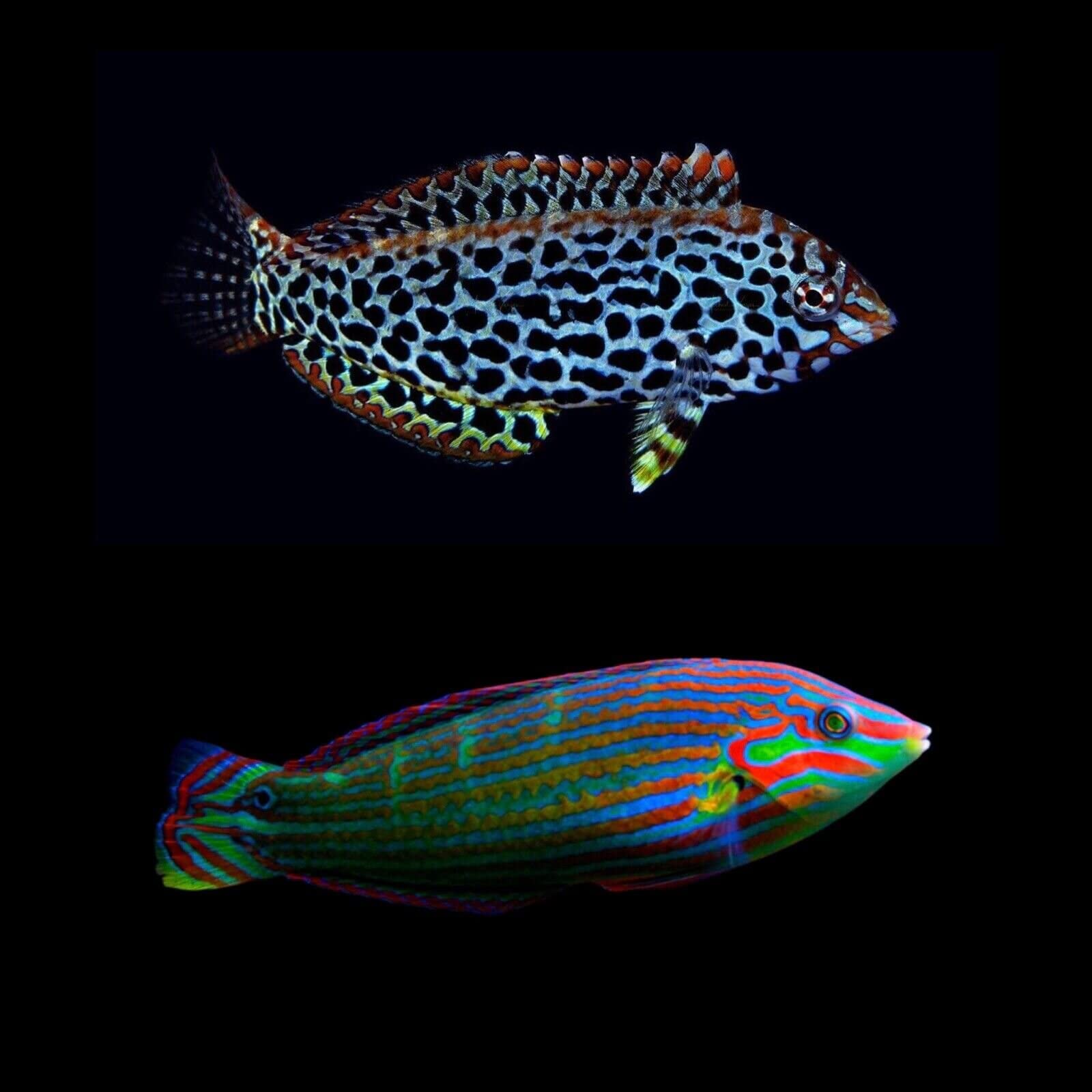 Amazon.com: 2 Wrasse surtidos - ¡Peces de agua salada vivos